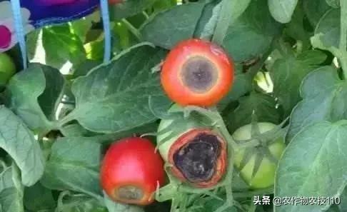 怎样预防番茄重茬,秋季阴雨天番茄病害预防