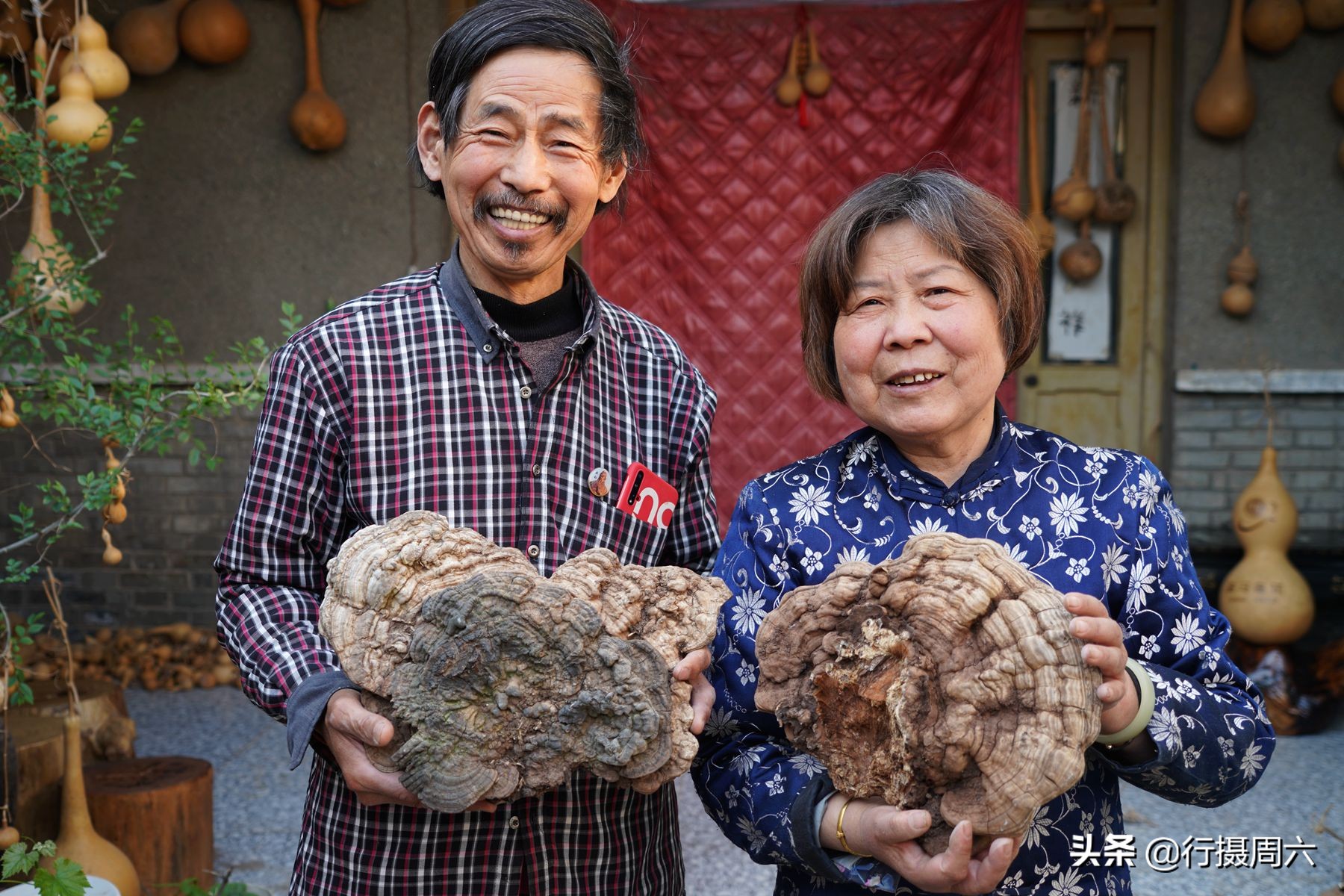 老农捡到地灵芝,上山挖药材意外找到一株野生灵芝