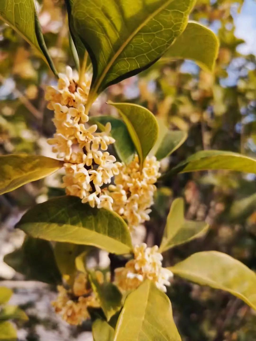 最美的风景美丽的校园,最美的风景就是校园