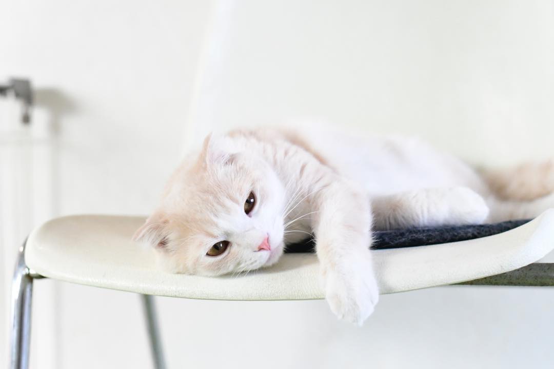 猫咪做完手术后的注意事项,猫咪手术后防止发炎