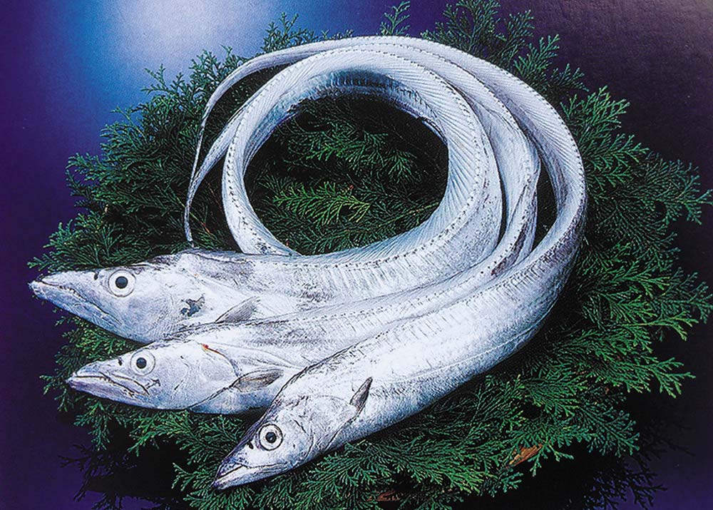 深海带鱼冷知识,带鱼的冷知识