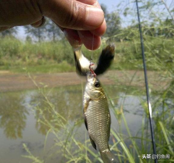 水草多的野河怎么钓鱼,几乎不走水的野河怎么诱鱼