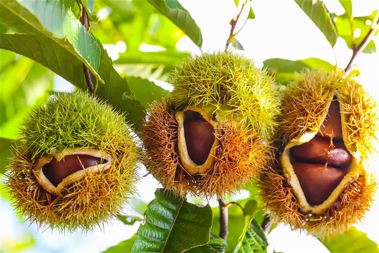 罗田振兴板栗产业,罗田板栗种植业