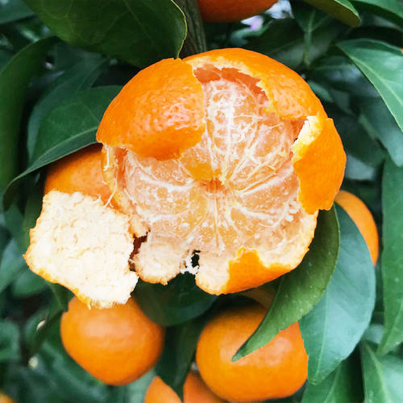 橘子树处于挂果期,这几个基础操作要知道,能让果实变得又大又甜