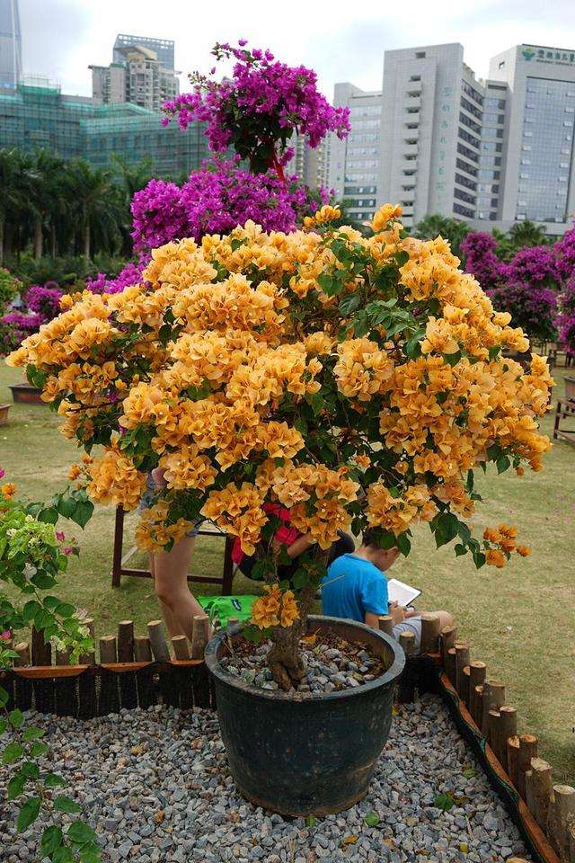 多头蔷薇爬藤一株能长多少,爬藤蔷薇一颗种子就是一株吗