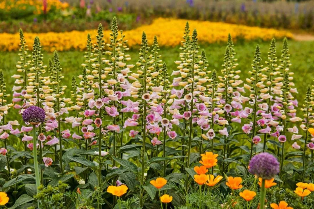 成都石象湖国家级生态园,成都石象湖风景区