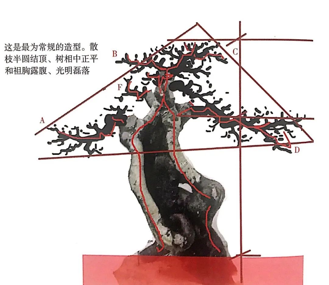 榆树盆景用的榆树是什么品种,小榆树盆景设计100种形态