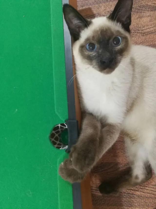 暹罗糊了是不是就不会白回来了,怎么看暹罗长大不会糊