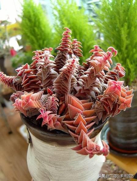 365种·常见花卉图谱，观果和多肉植物收藏篇