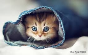 猫咪霉菌耳炎怎么治疗,猫咪霉菌中毒几天发作