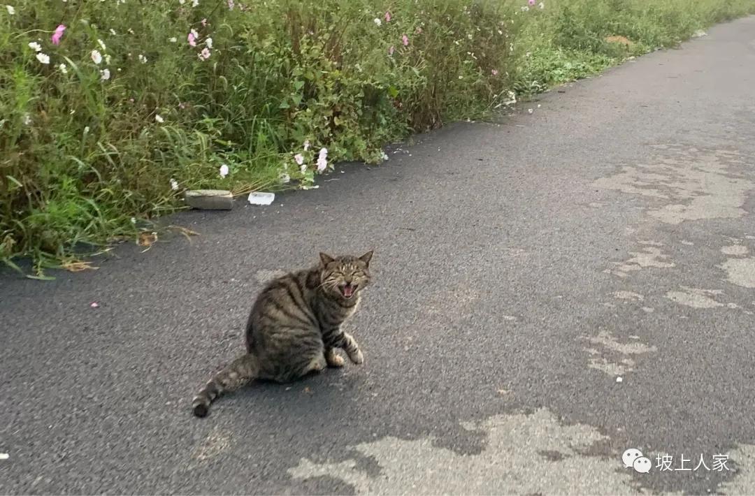 一只宠物猫在外面可以活多久,单独养一只猫它会孤独吗