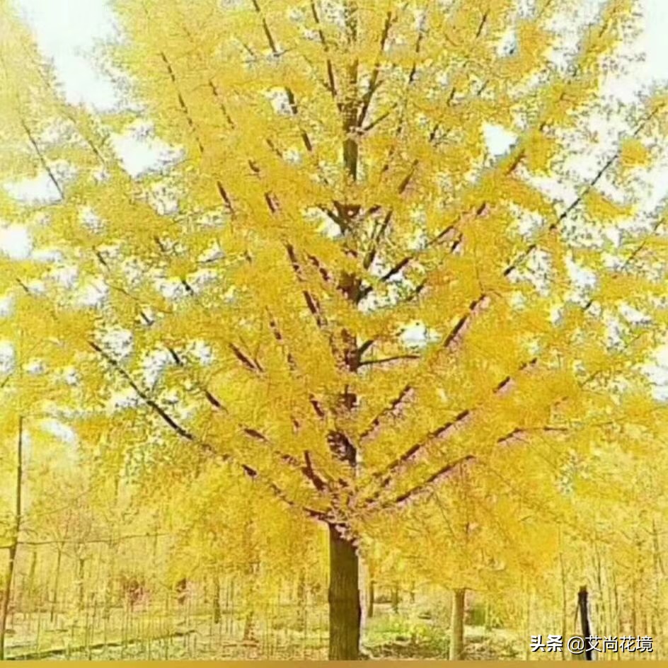 直径40cm的银杏长多少年,直径100cm以上的银杏树价位