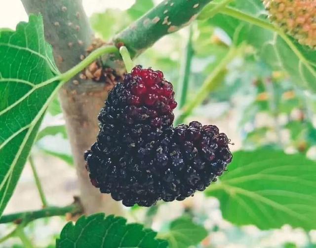 春城*月天五**，醉美桑果园