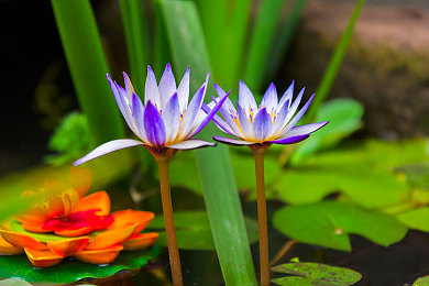 废弃鱼缸里适合养睡莲么,家里闲置大号水缸种睡莲多少土