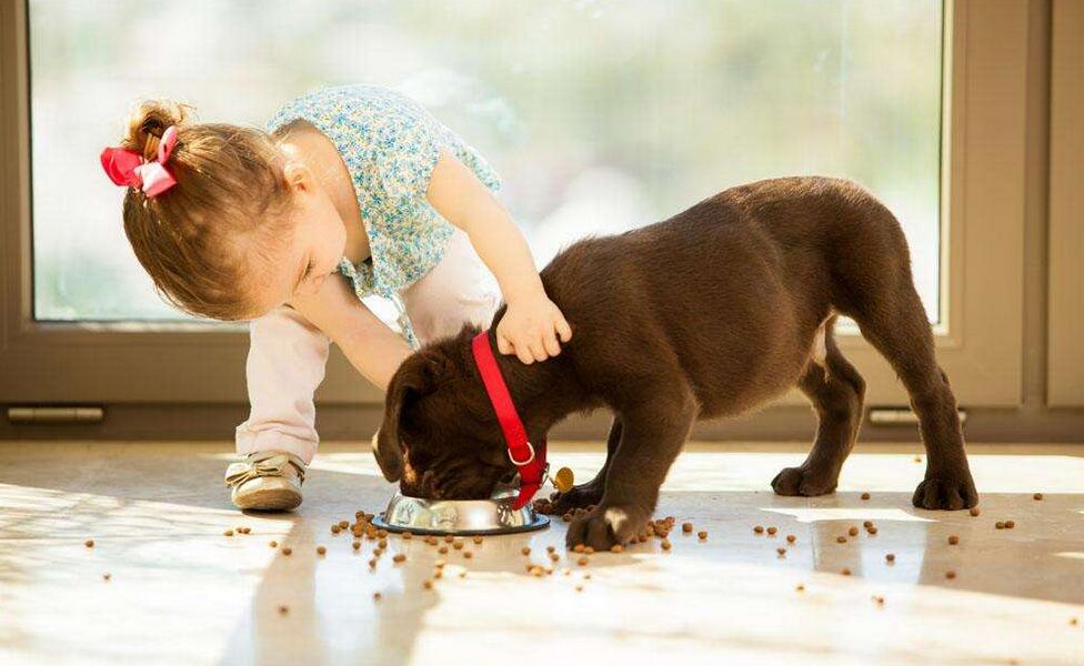 纽顿狗粮测评排行榜前十名,纽顿狗粮和耐吉斯档次一样吗