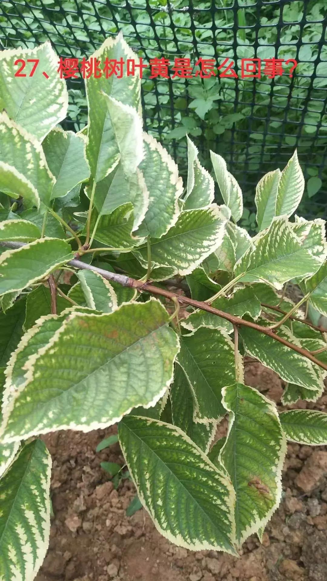 樱桃树叶发黄是什么原因该怎么治,樱桃树叶子边缘发黑是怎么回事