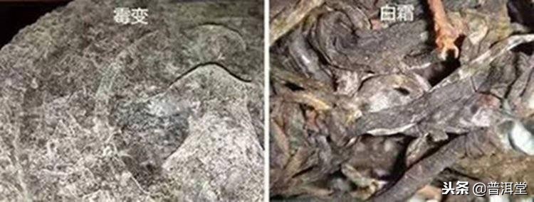 熟普洱茶有轻微发霉还能喝吗,普洱茶发霉还能喝吗