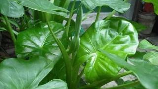 滴水莲放什么肥料,滴水莲施什么肥