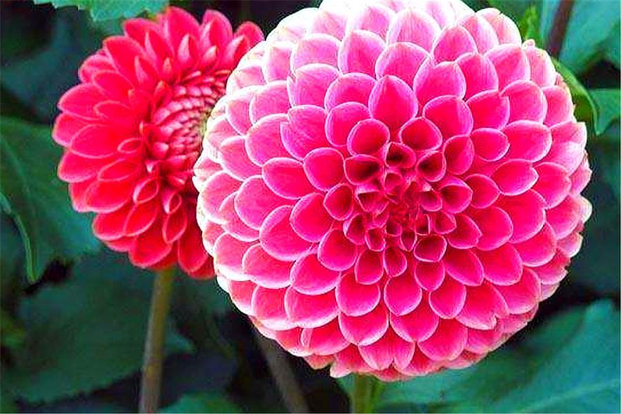 冬天养大丽花，越懒越安全，学会2要2不要，安全越冬来年开爆盆