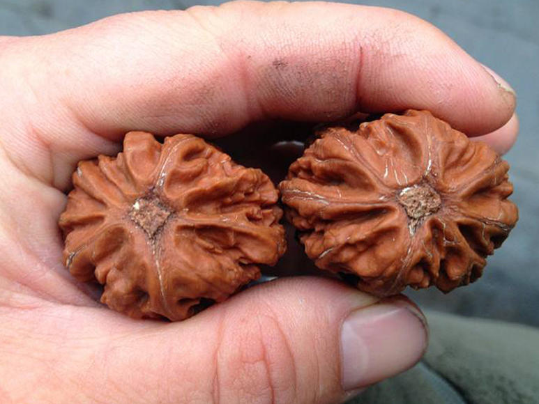 文玩核桃该不该封脐,核桃如何用绿松石封脐