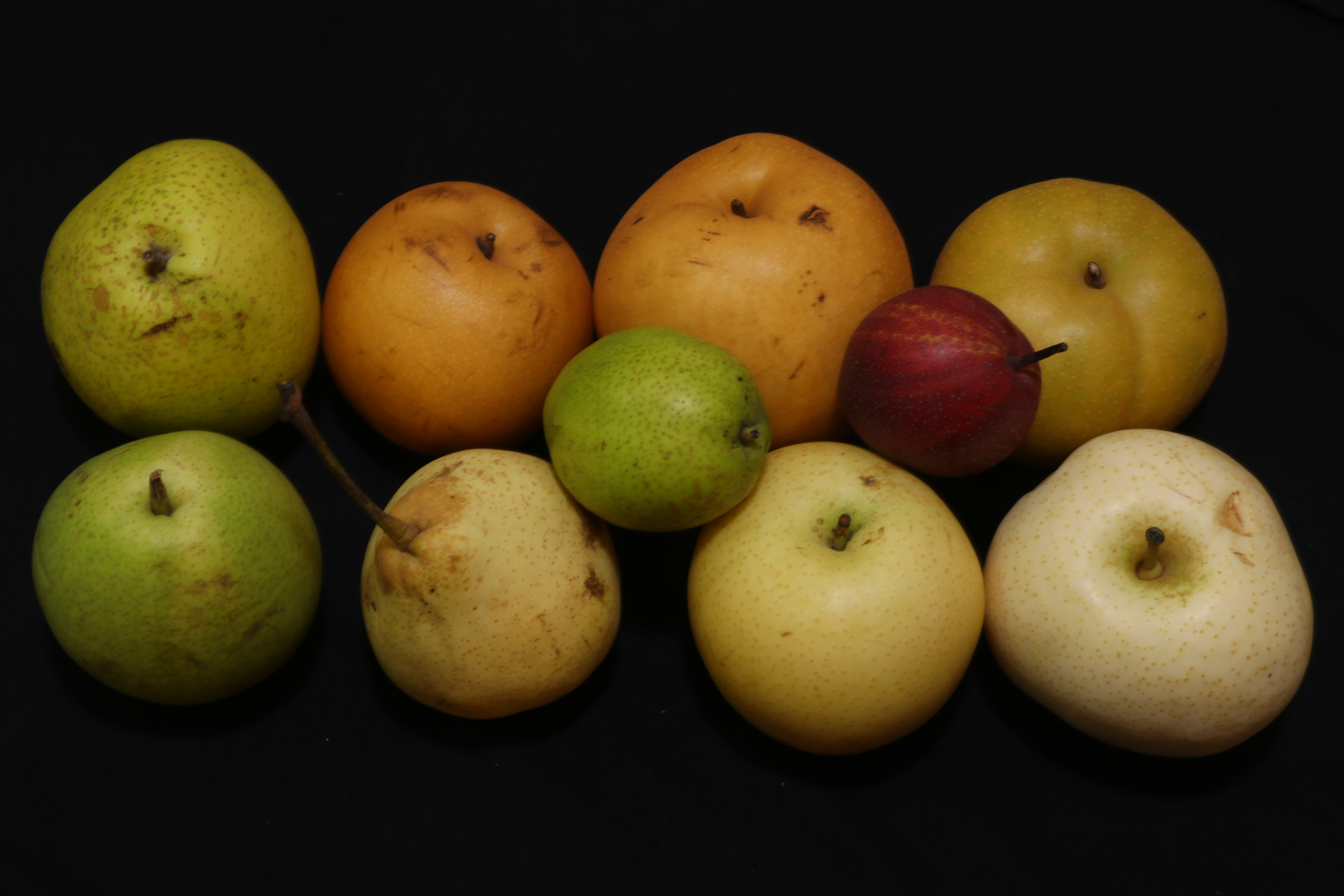 原产我国的古老水果“梨中元老”鸭梨，为什么没有日本梨受欢迎？