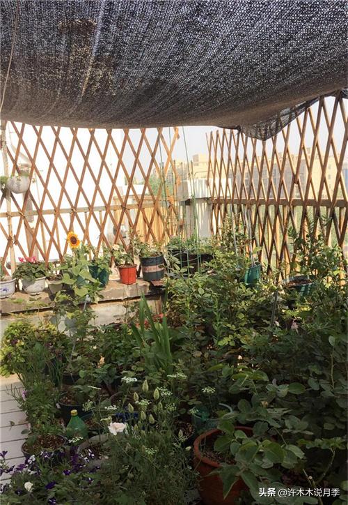 月季扦插发芽又枯萎是什么原因,月季扦插成活后移植的正确方法