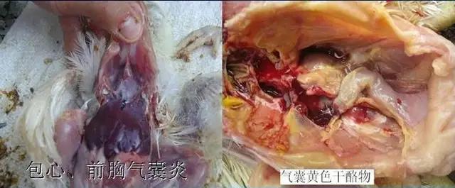 鸡伸脖子、鸡张口呼吸怪叫怎么办？一招搞定让你轻松养殖