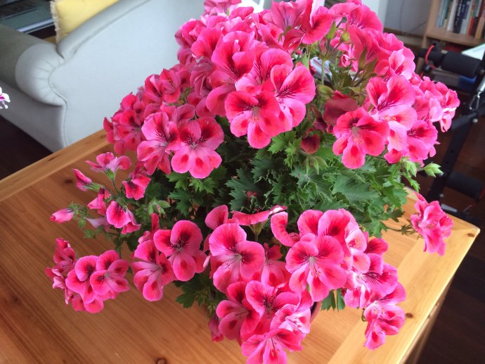 大米水浇花的正确方法,米水浇植物好吗