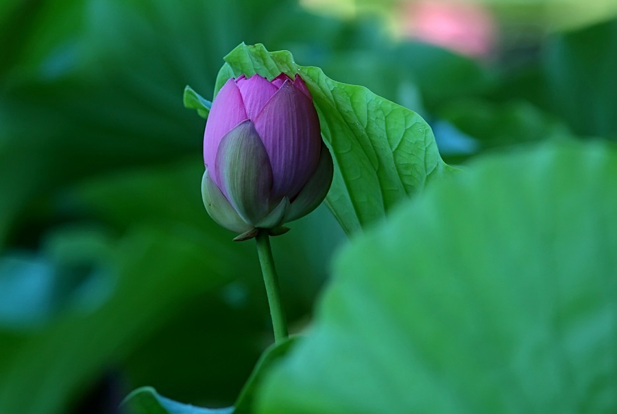鹤城印象荷花图片,鹤城区看荷花
