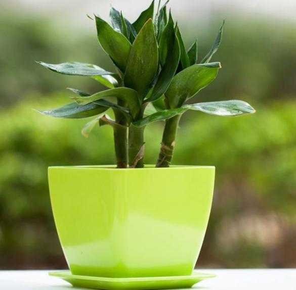 富贵竹长红蜘蛛怎么办,富贵竹灭红蜘蛛最有效的土方