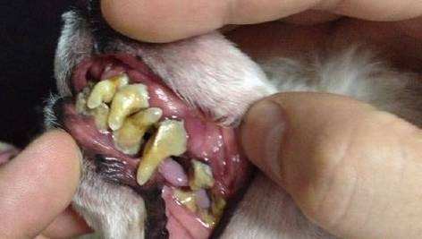 狗狗如何护牙,狗狗怎么护理狗牙