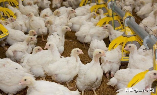 肉鸡增肥怎么办,肉鸡如何有效降低料肉比