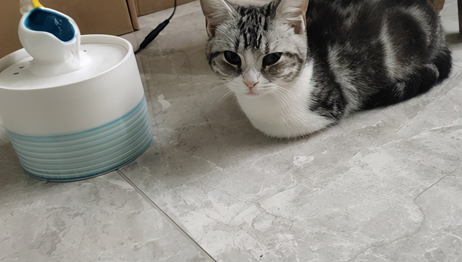 团子猫传腹治好了吗,团子的猫传腹