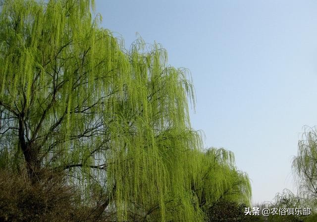 房前不种桑树房后不种柳树,前不种桑后不栽柳意味什么