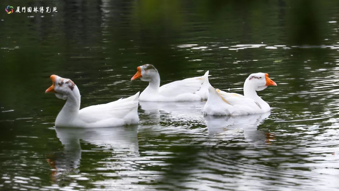 速来!园博苑有让*欲人**罢不能的季相变化之美,还有众多萌物陪伴你~