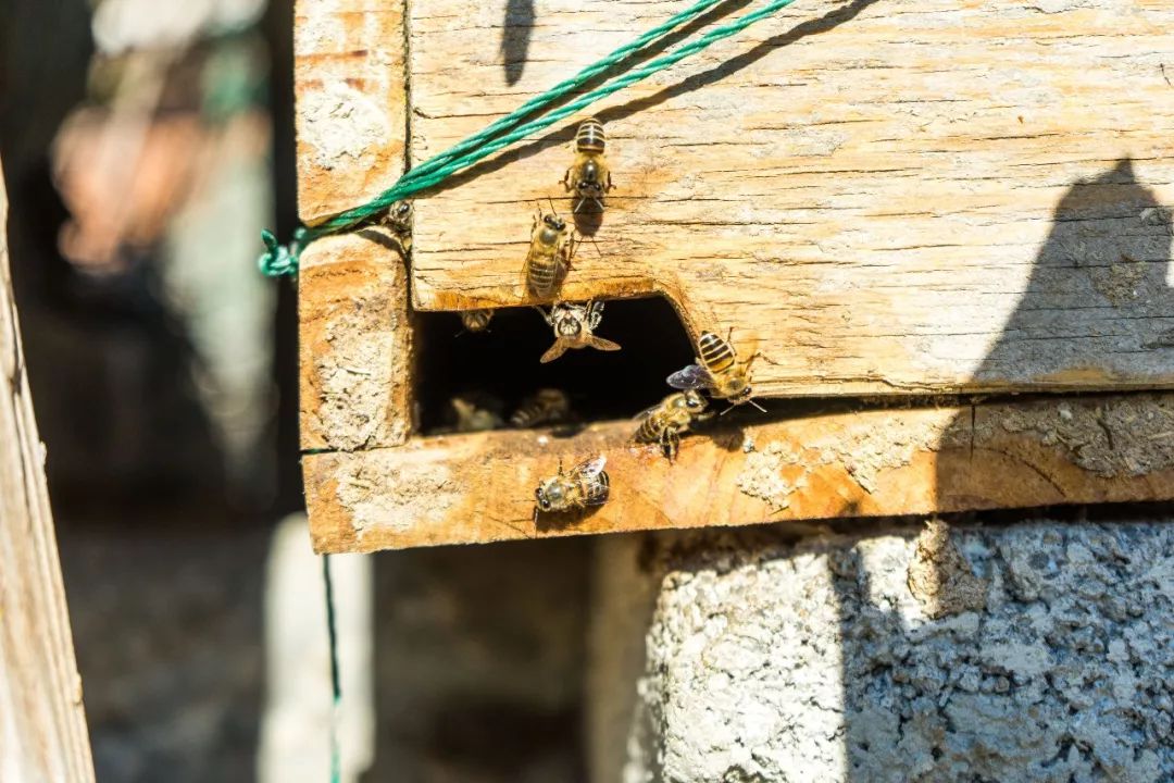 土蜂蜜的取蜜全过程,土蜂蜜取蜜全过程记录