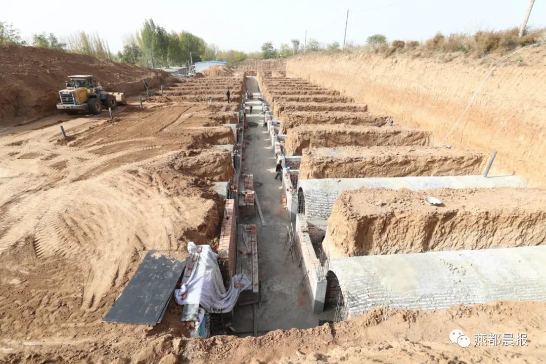 种植生姜喜丰收,一亩地2万斤大姜种植