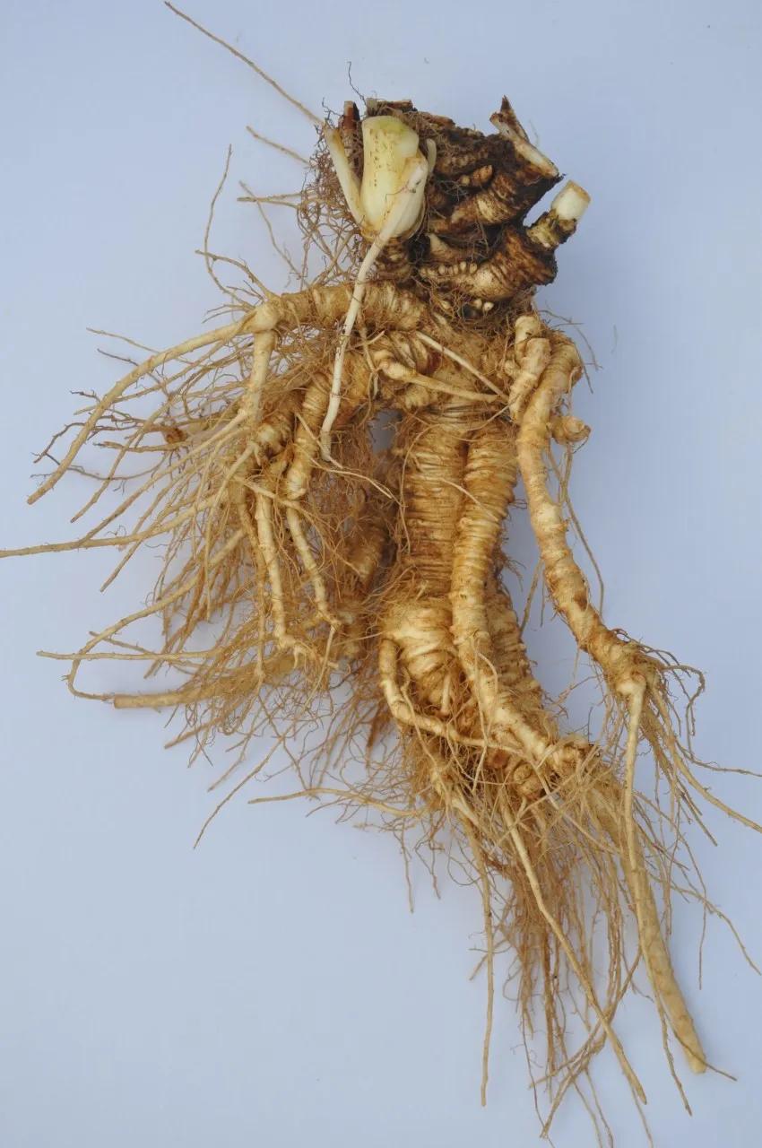 硬核整理!高清中药教材原植物彩*图色**谱(四期)