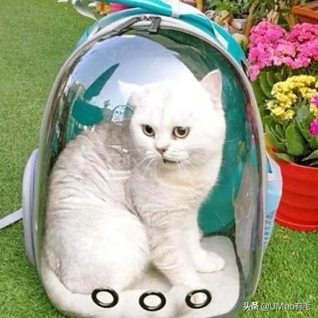 李佳琦叫卖都不管用！双十一猫咪用品这些坑得避