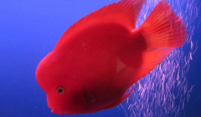 鹦鹉鱼变白怎么办教你饲养小技巧,鹦鹉鱼变白怎么回事怎么解决