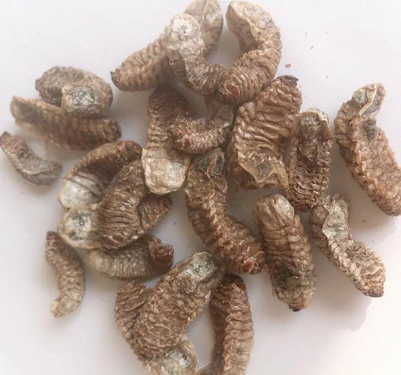 中药材大规模涨价,中药材附子图片