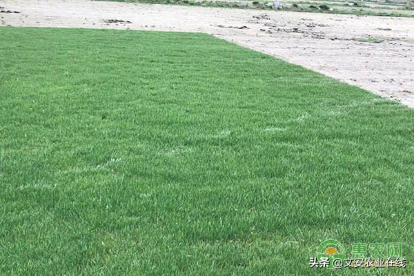 草坪种子是怎么样的,常见的草坪种子有哪些该如何育苗