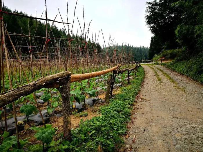 老段和老殷,老段和金段