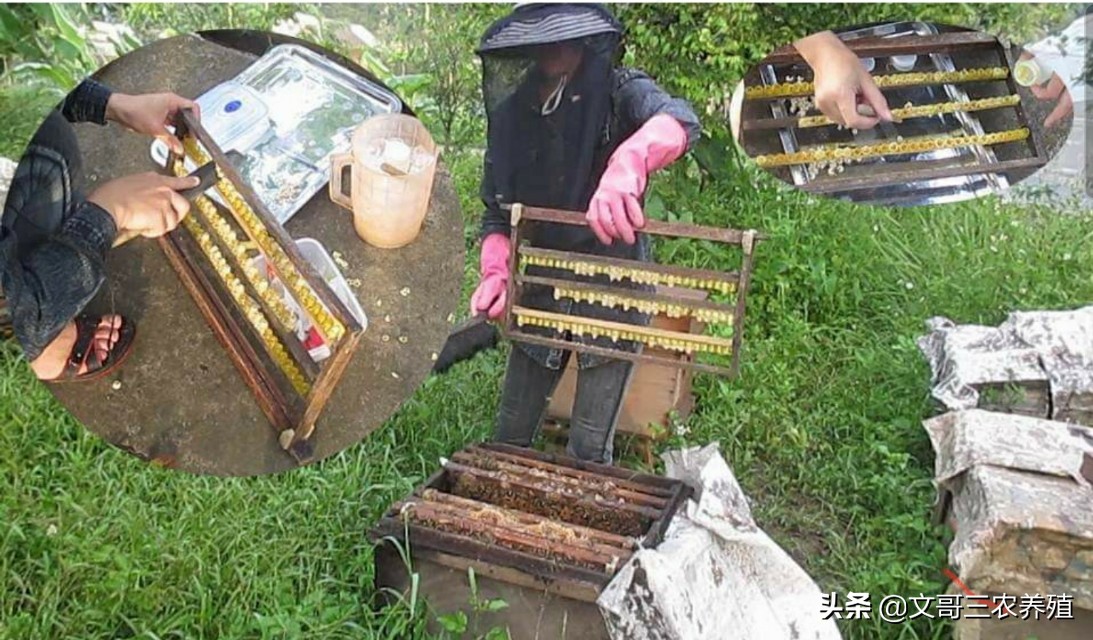 中蜂养蜂知识和技术视频,中蜂养殖技术养蜂工具