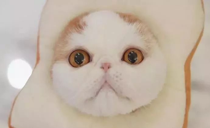 宠物经济剖析,宠物经济如何赚钱