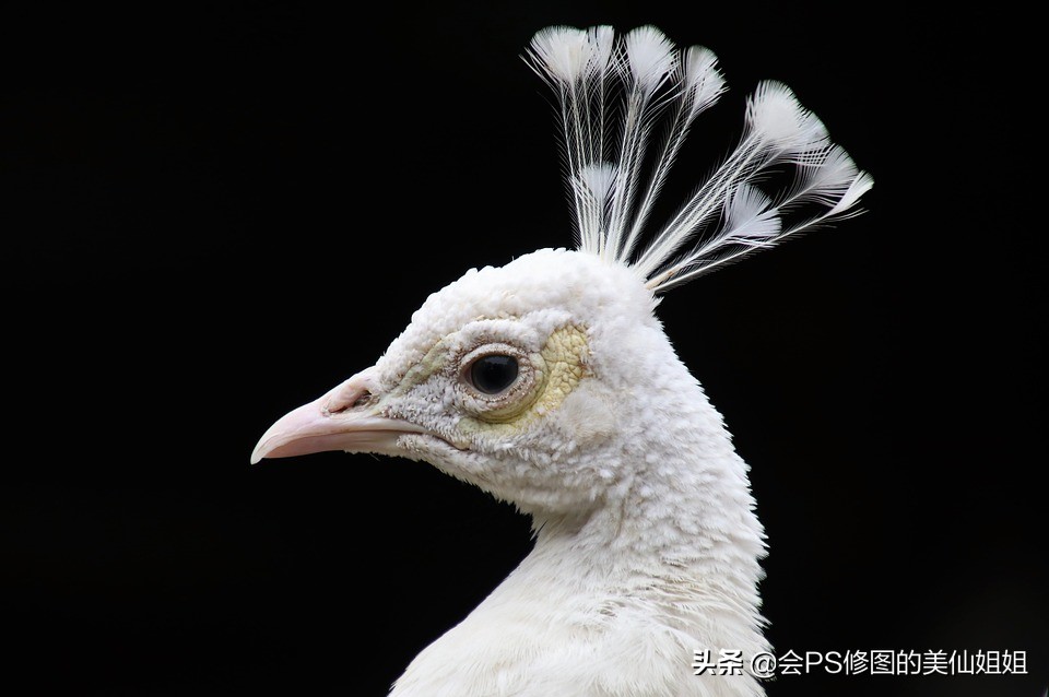 ps怎么用通道抠图大树,ps通道混合器抠图教程