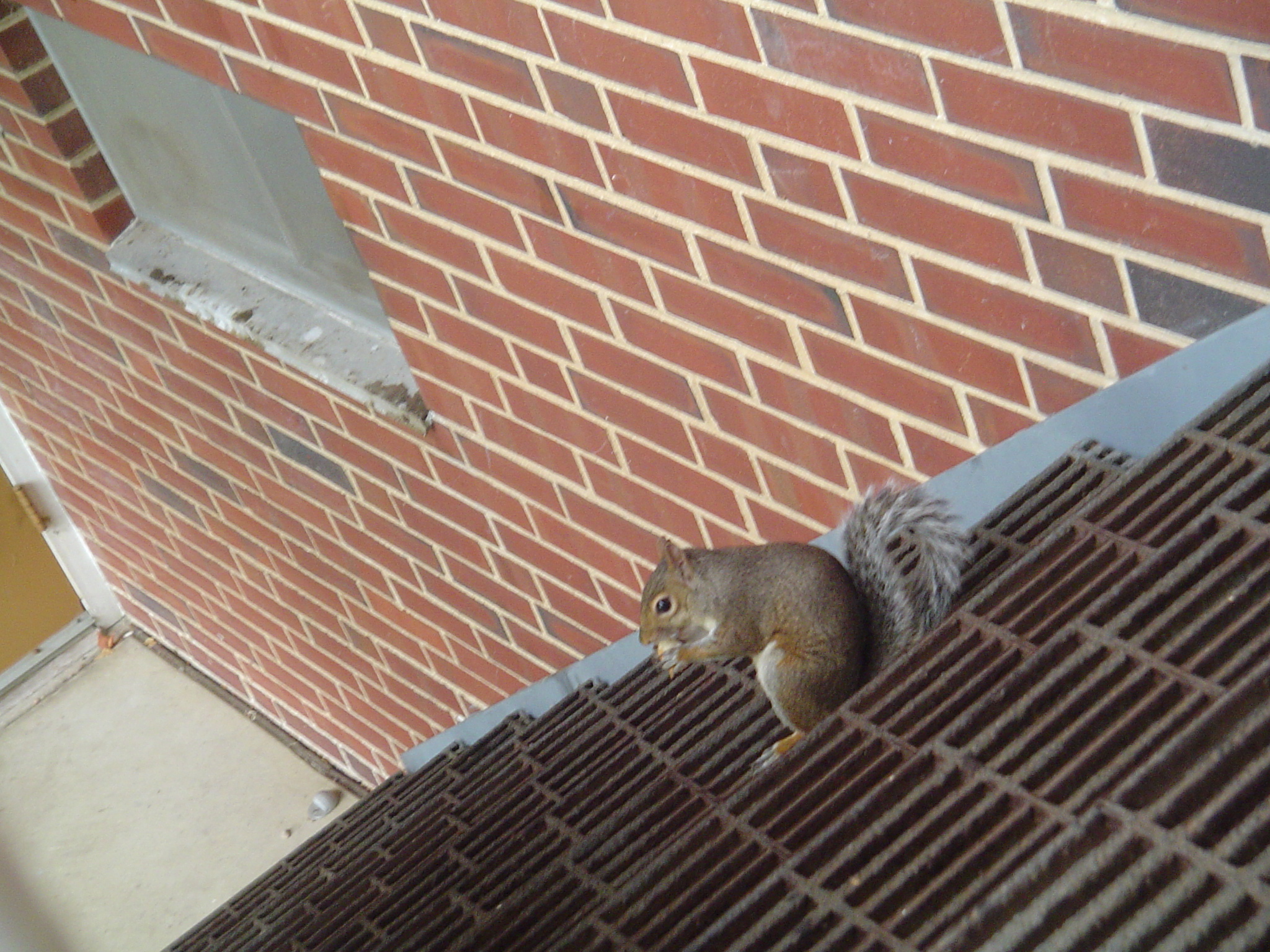 我的“大尾巴”,你在异国他乡还好吗?