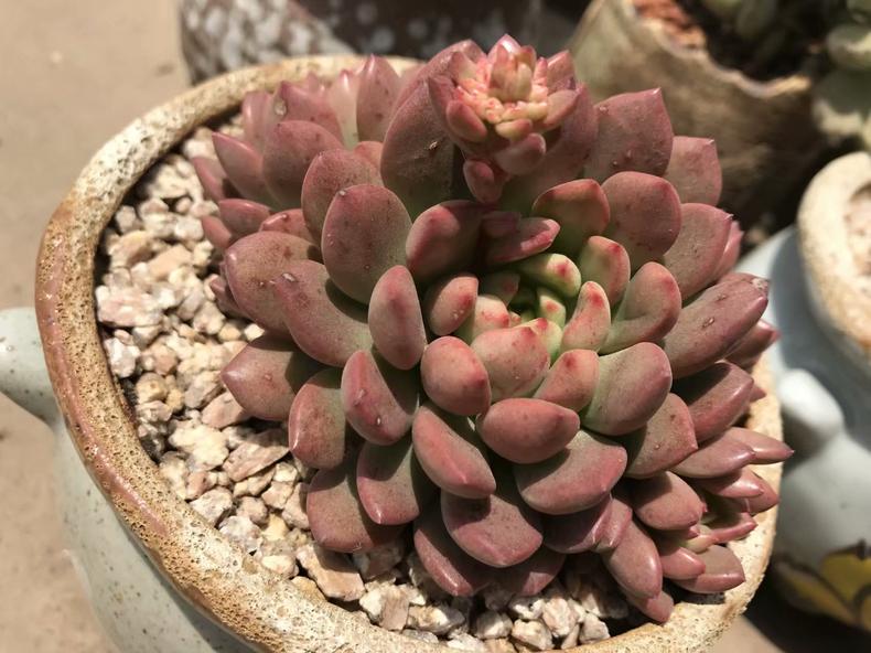 多肉植物长斑,多肉植物长斑是怎么回事