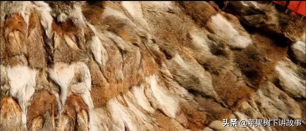 第一只被人类养大回归狼群的狼,一只狼在被人类养大后回归狼群