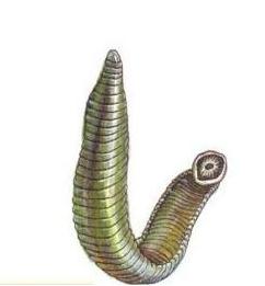 如果水蛭不小心吃掉了怎么办,误食活水蛭有什么危害